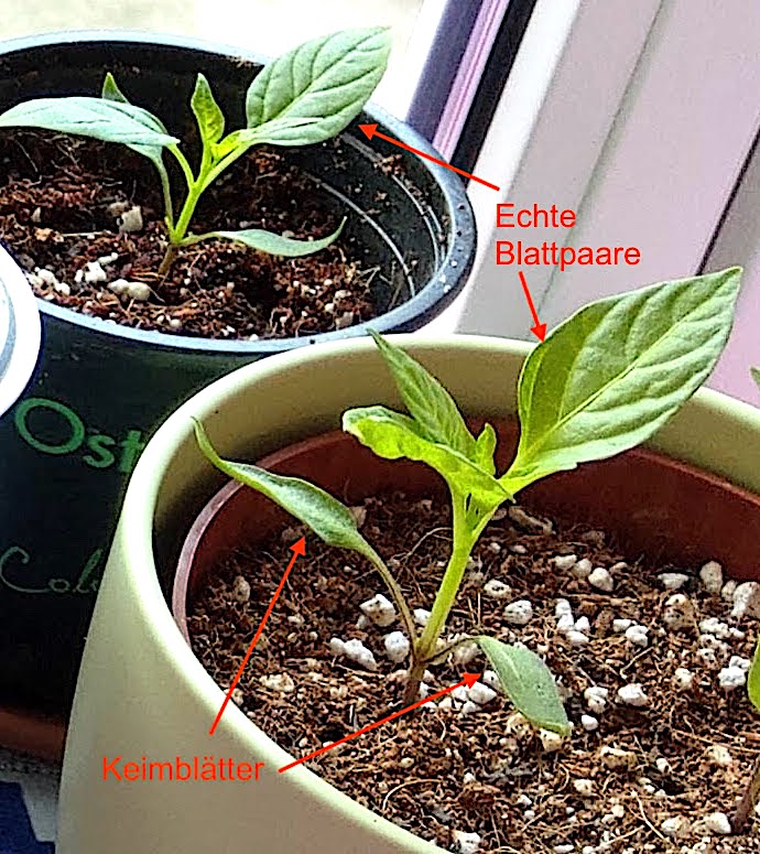 Blätterarten der Chili-Pflanze