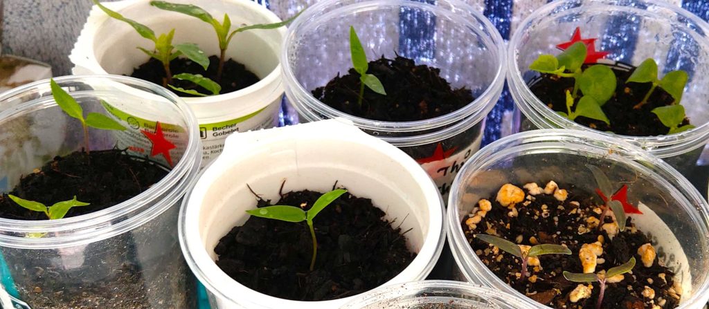 Keimblätter der Chili-Pflanzen