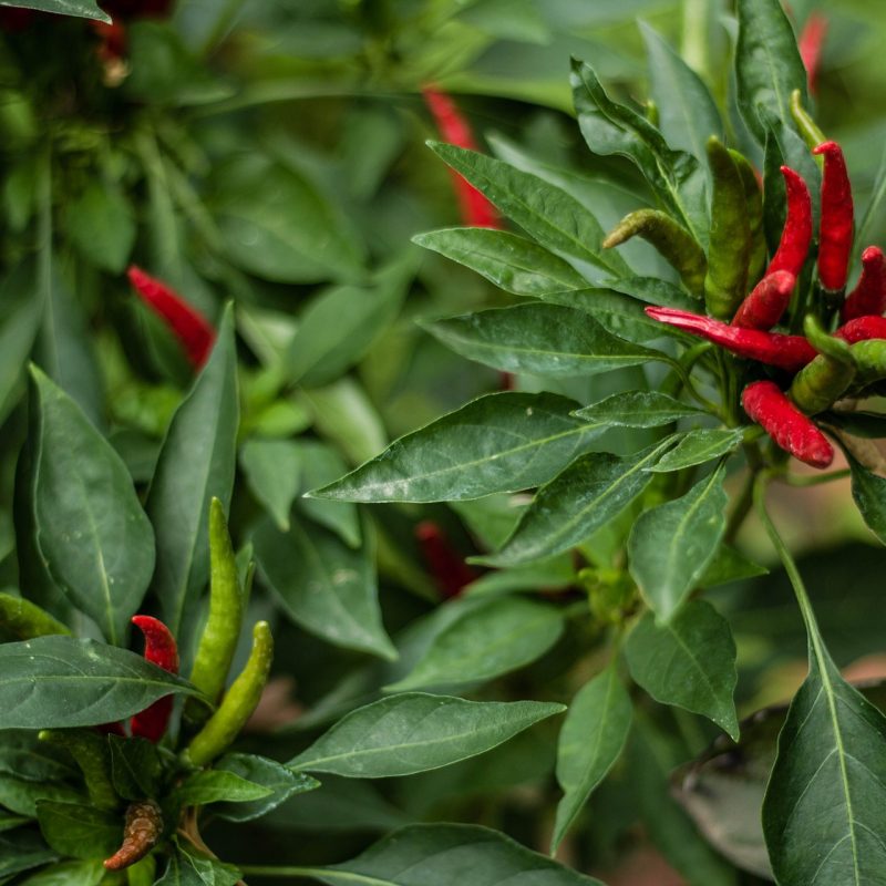 chili-g50b2d8baf_1920