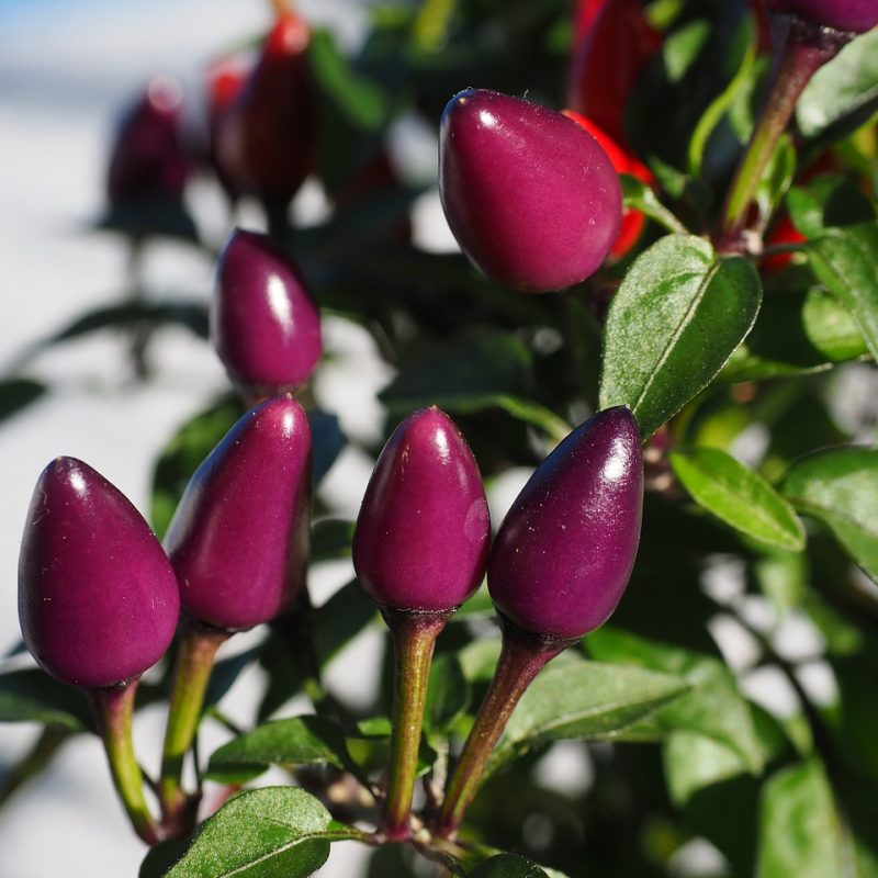 ornamental-peppers-592422_1280