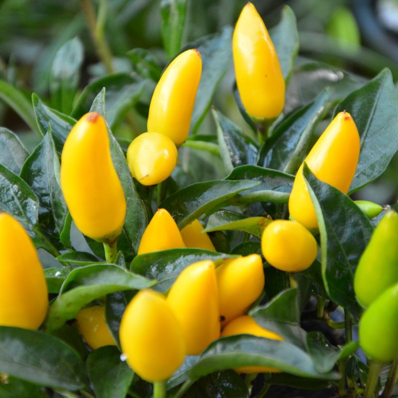 plants-ge9f97575d_1920